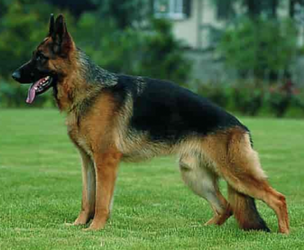 Mand med en velopdragen Schæferhund søges til fængselsserien HUSET for DR/ Albertslund dask nyhed